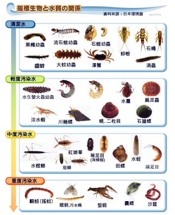 河流生態生物